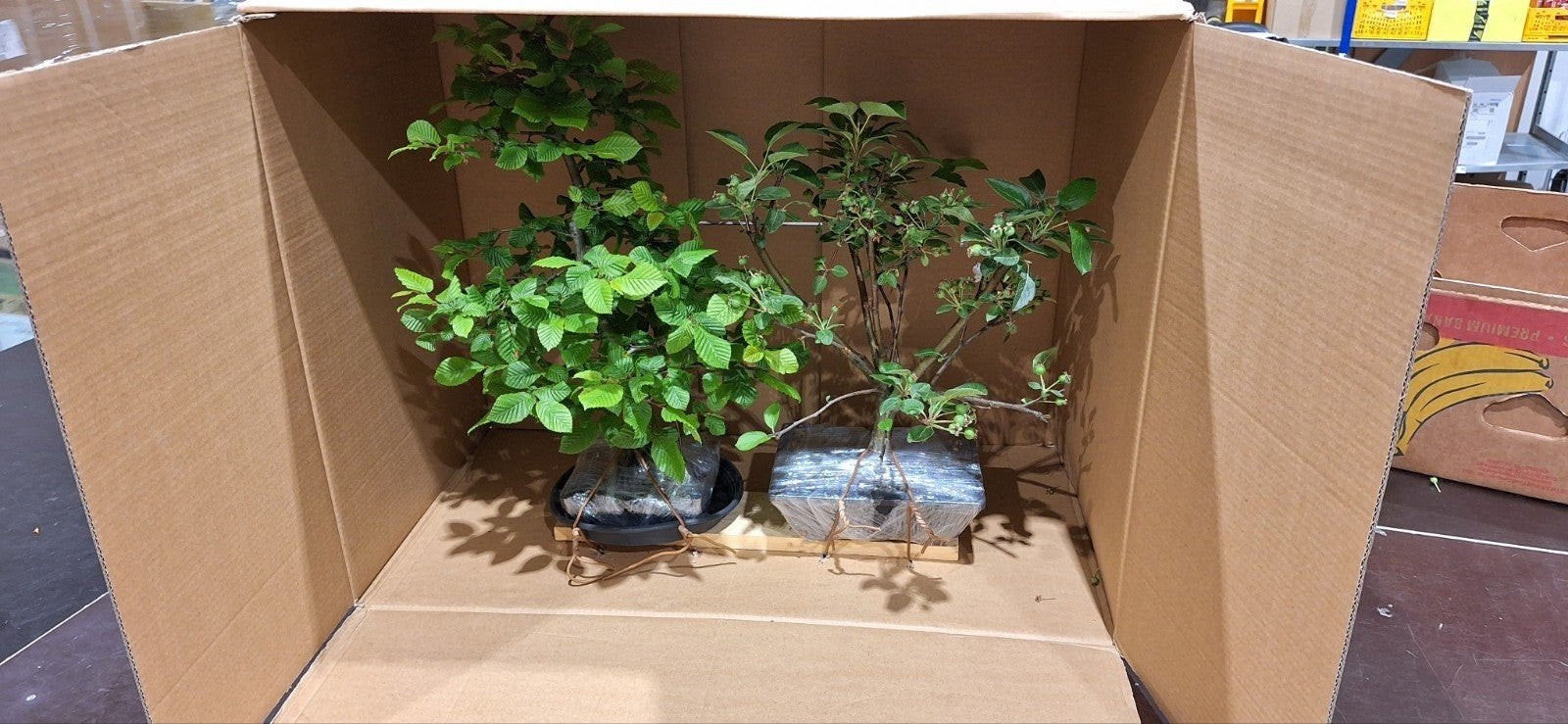 Appel Bonsai (Malus 'Evereste') 40cm hoog, bomvol appels, Overige soorten, Vaste plant, Ophalen of Verzenden, Halfschaduw