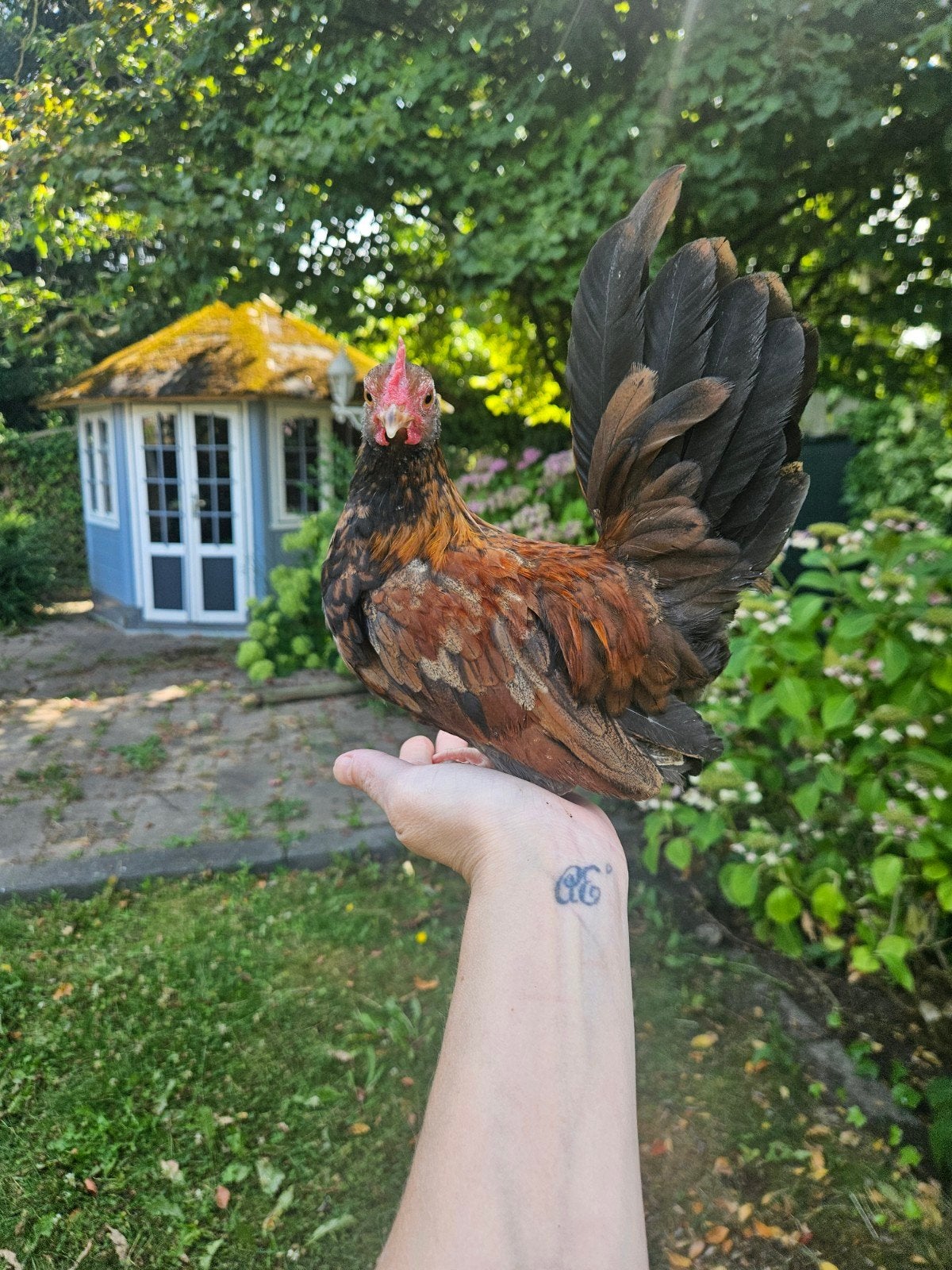 Mooie Serama Haan, Mannelijk, Kip