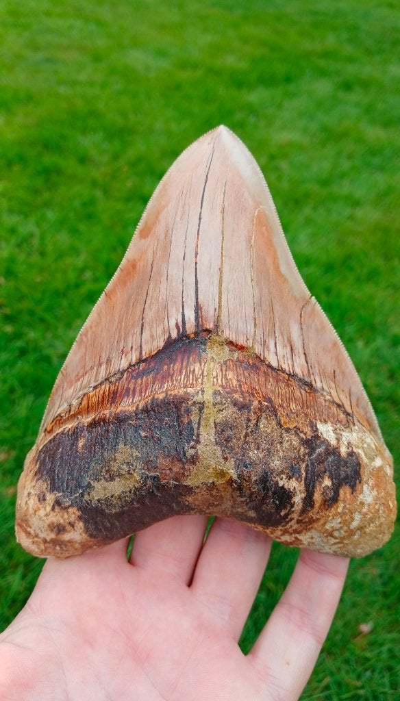 Gigantische Megalodon haaientand fossiel uit Indonesië, Verzamelen, Ophalen of Verzenden, Fossiel