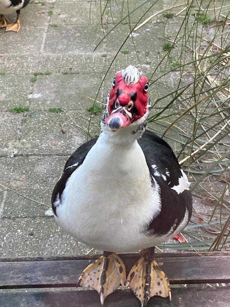 GEZOCHT: een fijne plek voor Marley, onze muskuseend, Mannelijk, Eend