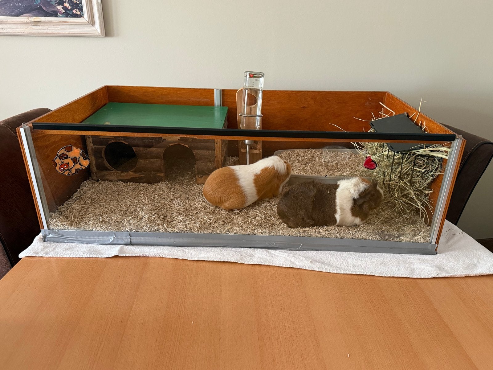 Mooie caviakooi te koop, Dieren en Toebehoren, Kooi, Gebruikt, 75 tot 110 cm, Ophalen