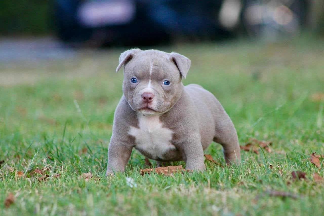 Laatste Pocket Bully Teefje ! ABKC !, België, Fokker | Hobbymatig, Reu, 8 tot 15 weken