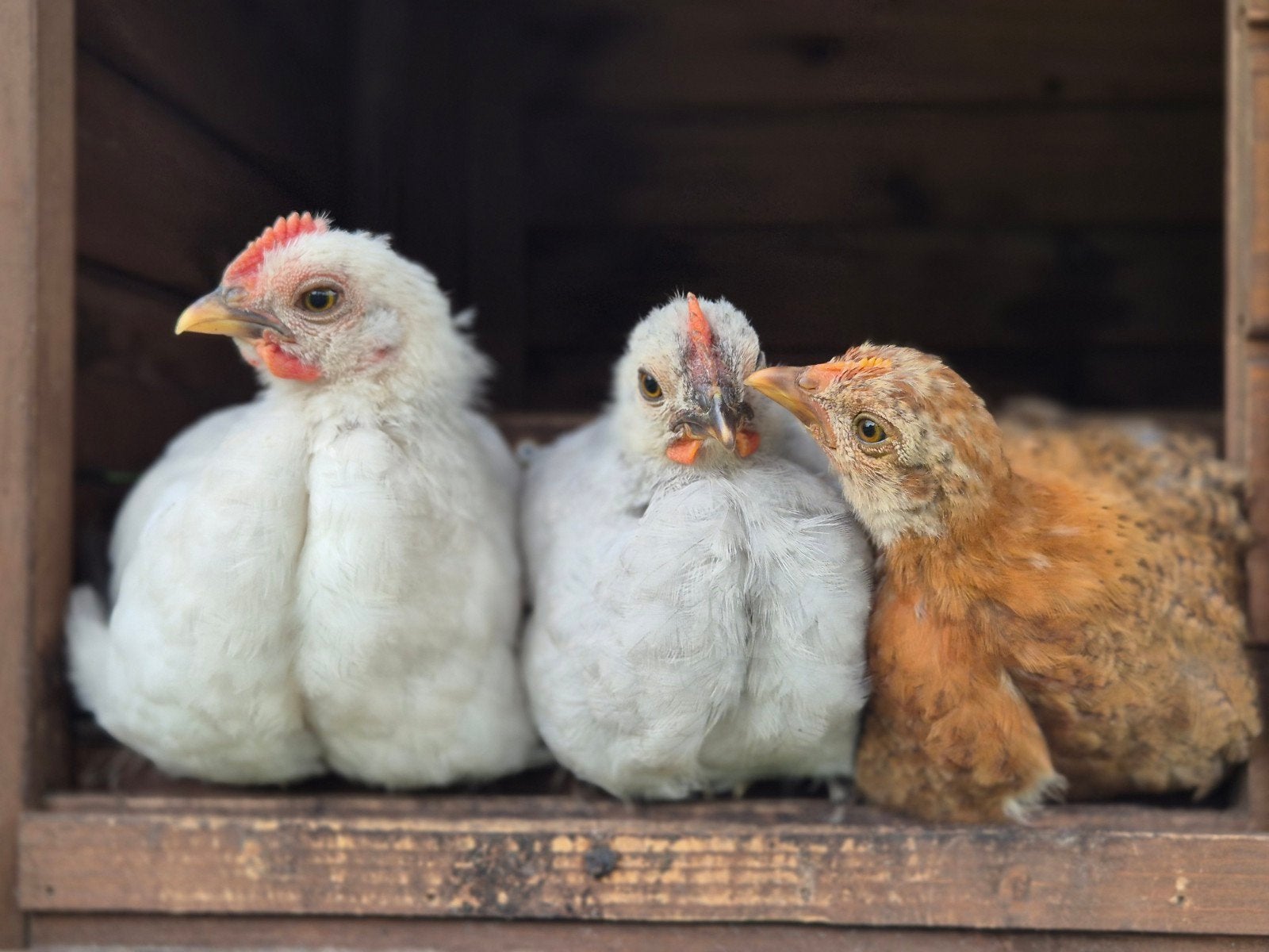 Cochin krielen zoeken een liefdevol adres, Dieren en Toebehoren, Meerdere dieren, Kip