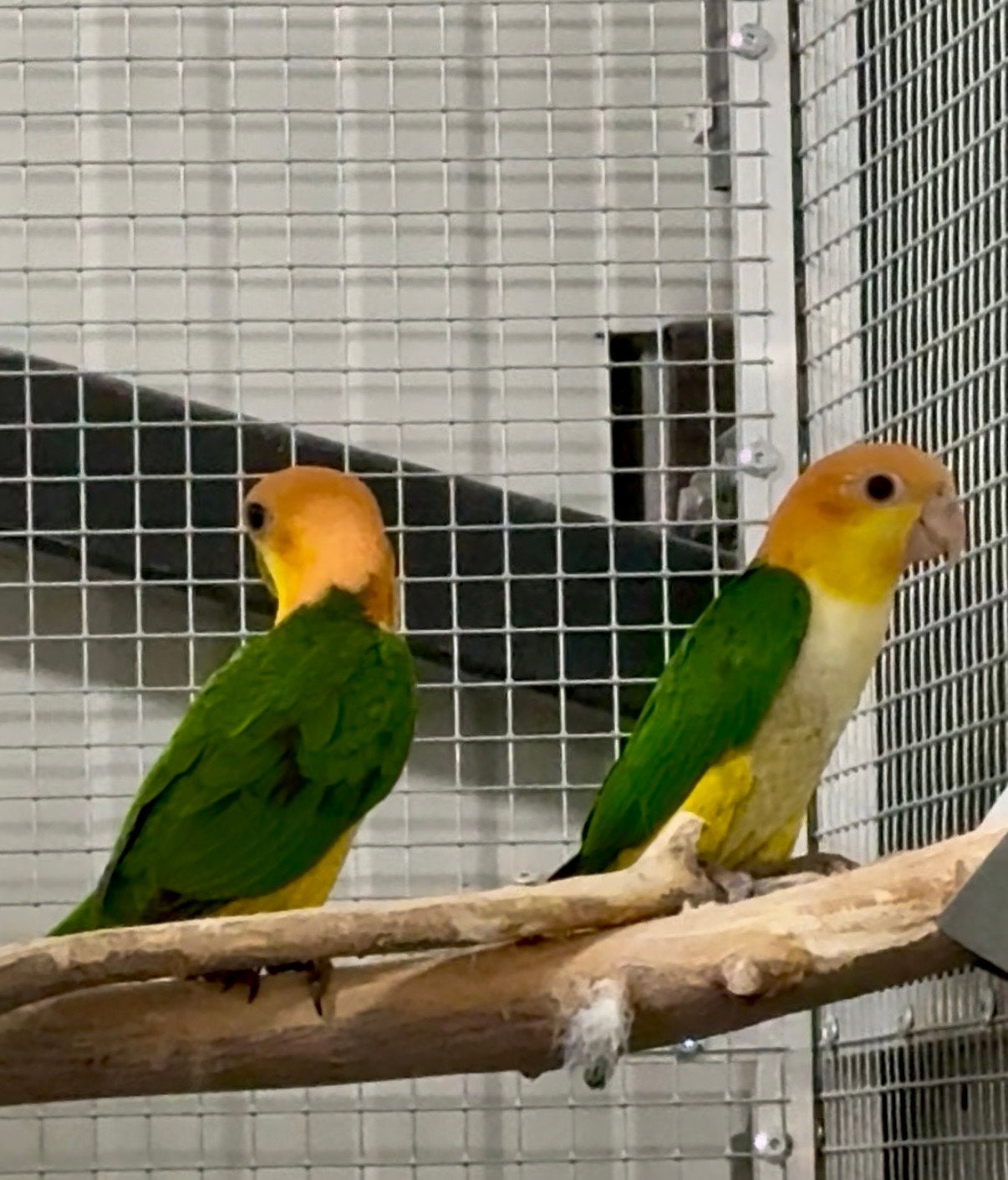 Roeskop caique man 2026, Mannelijk, Dwergpapegaai of Agapornis, Geringd