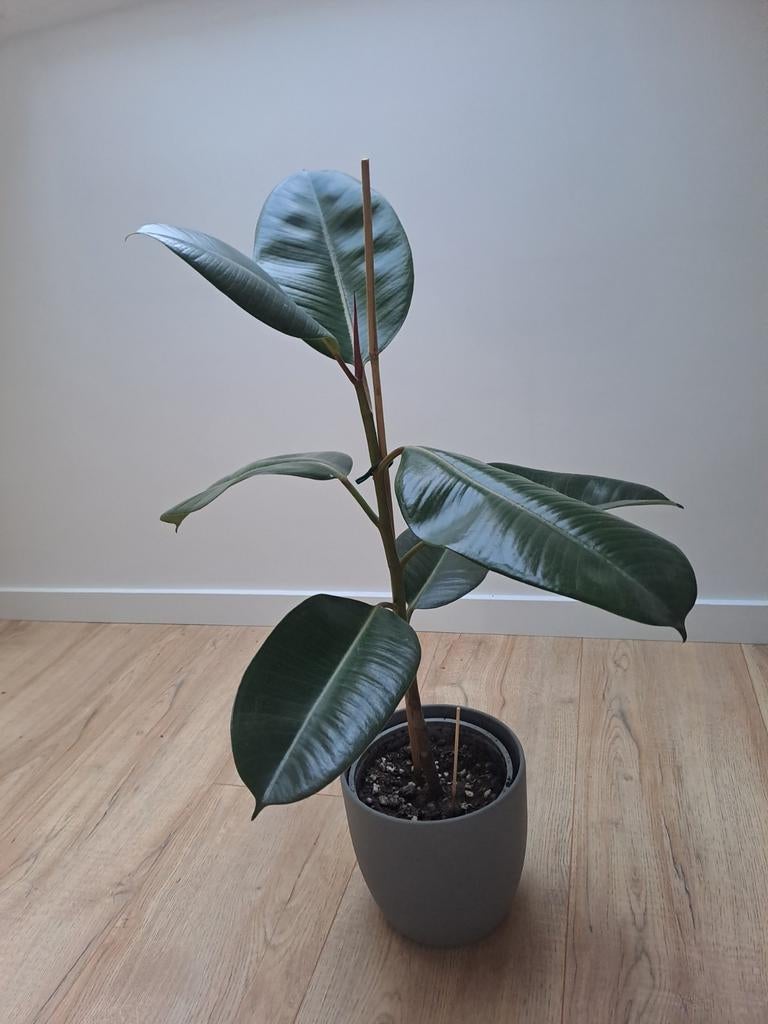 Ficus Elastica - Rubberplant van 80cm hoog, Ophalen, Ficus, Minder dan 100 cm