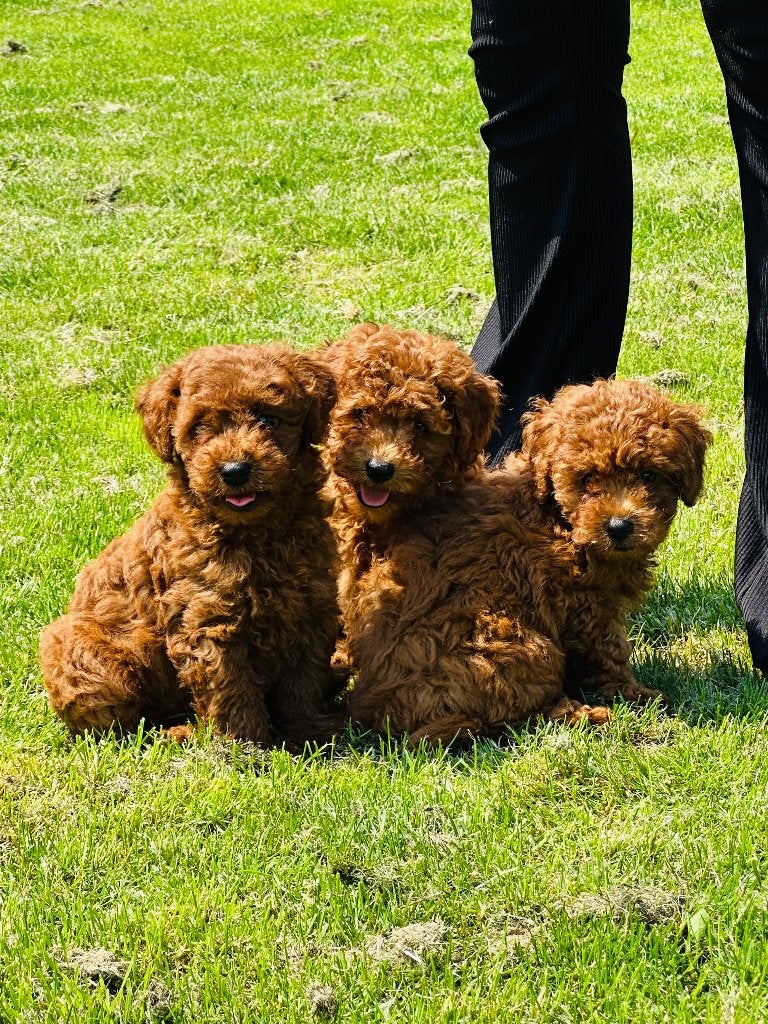 Toy poedel Pups.. mogen verhuizen 🏡🥰, Poedel, Parvo, 8 tot 15 weken, Meerdere