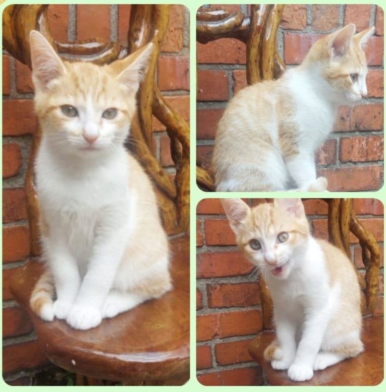Schitterende (kater, 10 weken) zoekt een fijn thuis!, Kater, Kortharig, 0 tot 2 jaar