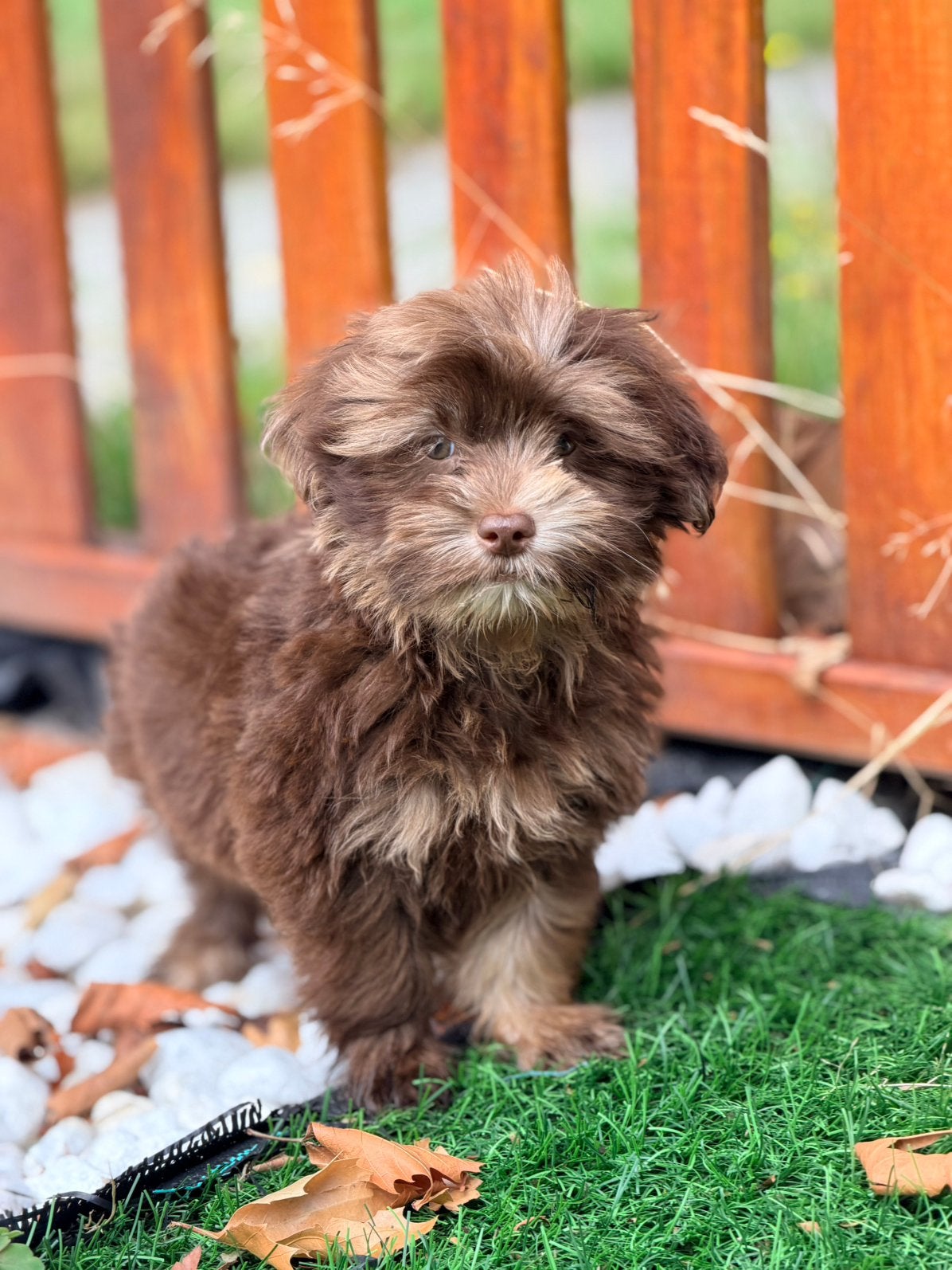 Maltipoo pups te koop!! Prachtige choco/choco merle!, Parvo, Overige rassen, 8 tot 15 weken, Meerdere
