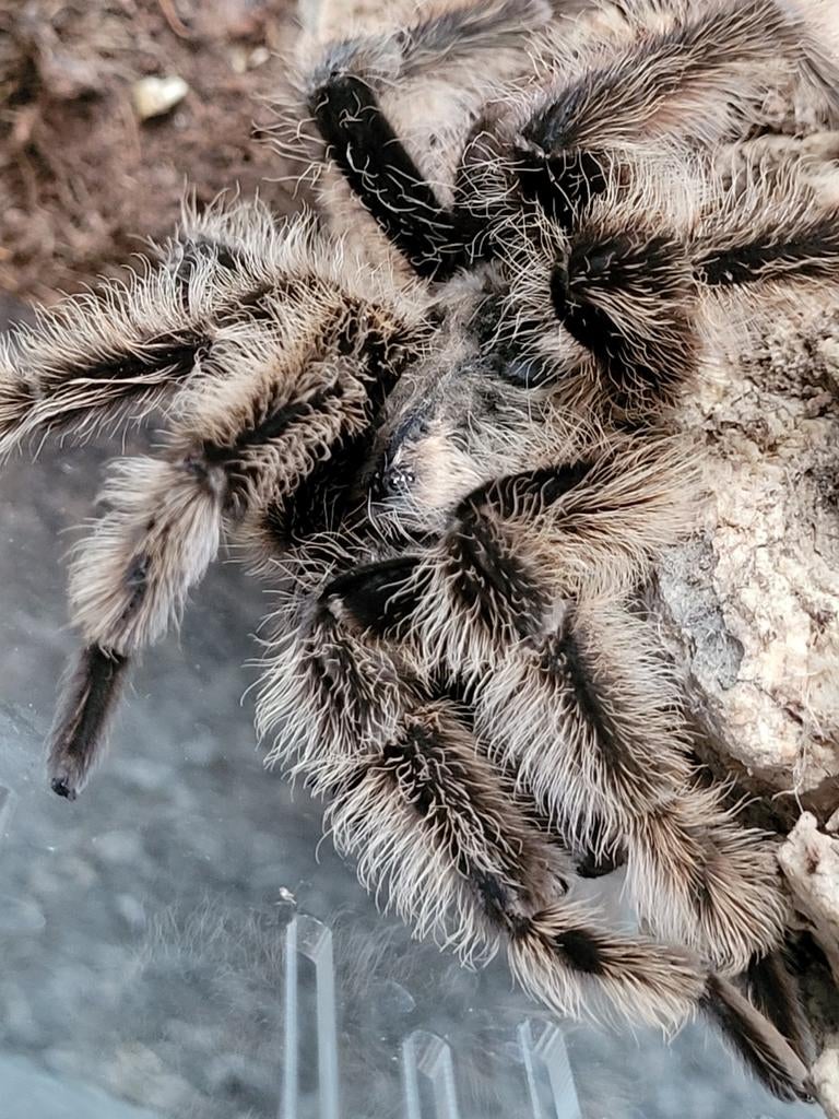 Tlitocatl Albopilosus vogelspin krulhaar., Dieren en Toebehoren