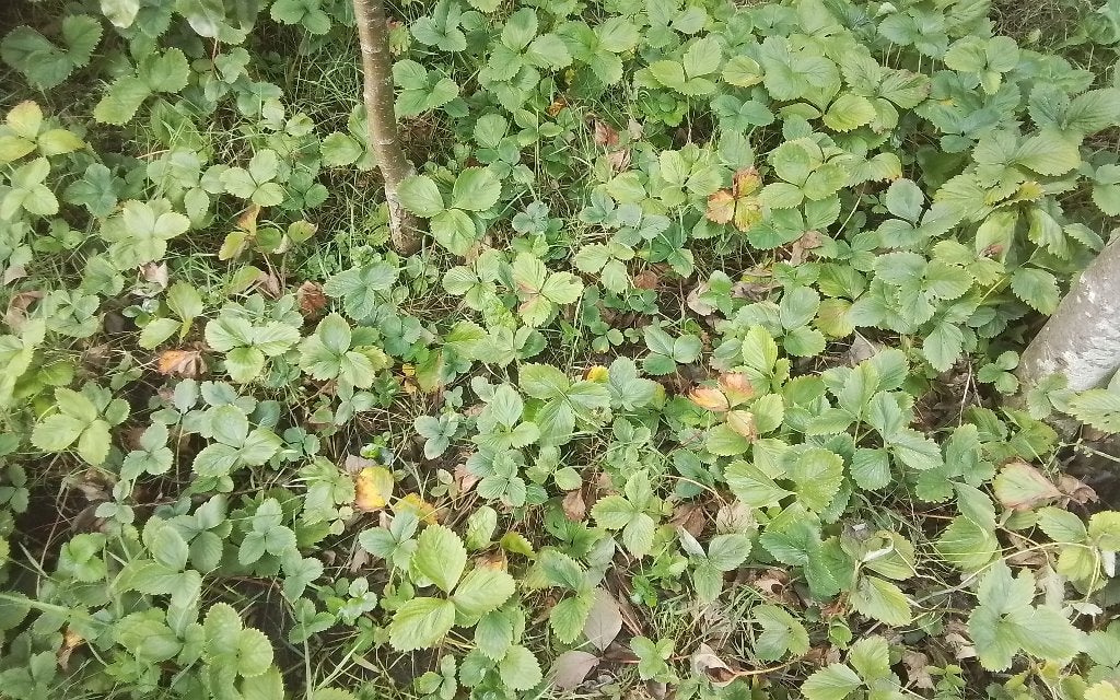 Aardbeiplanten, Ophalen, Volle zon, Vaste plant, Fruitplanten