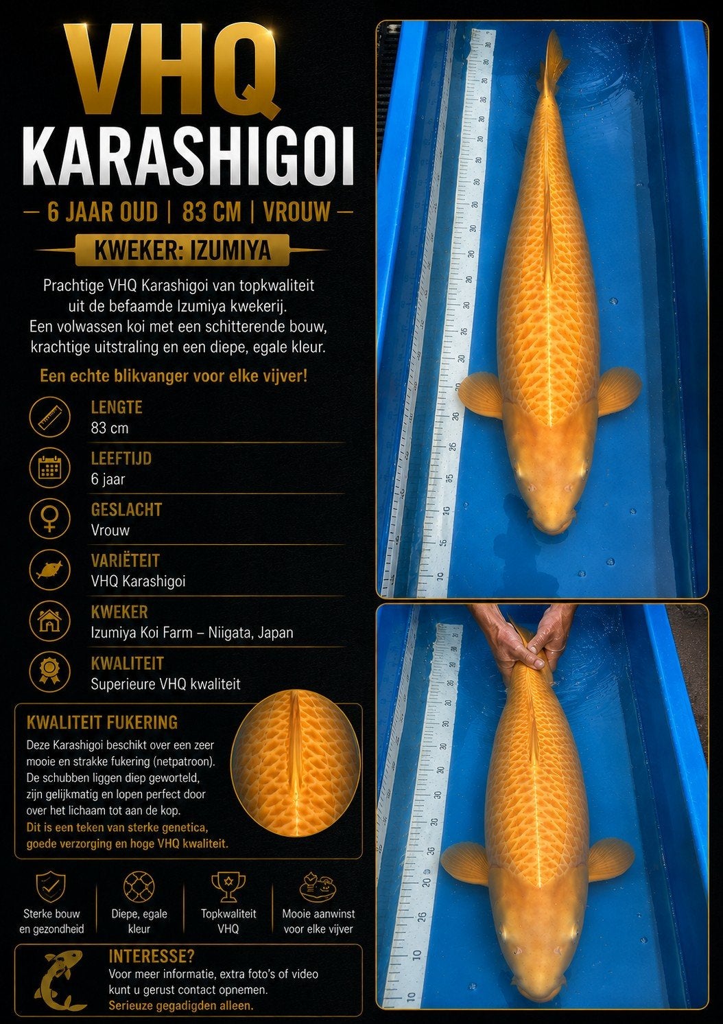 Female 83cm VHQ  Karashigoi, Dieren en Toebehoren, Karper of Koi