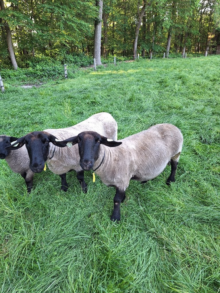 Suffolk schapen mooie gezonde Ooien, Dieren en Toebehoren, Schapen, Geiten en Varkens, Vrouwelijk, Schaap, 3 tot 5 jaar