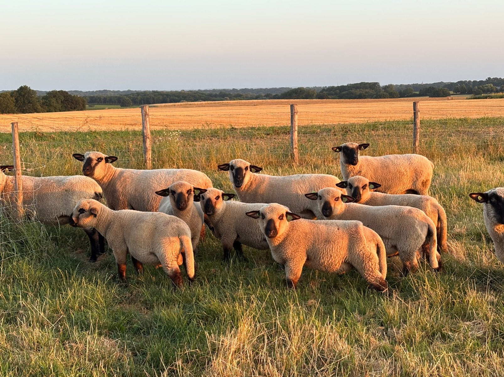 Hampshire Down Schapen- Lammeren, Vrouwelijk, Schaap