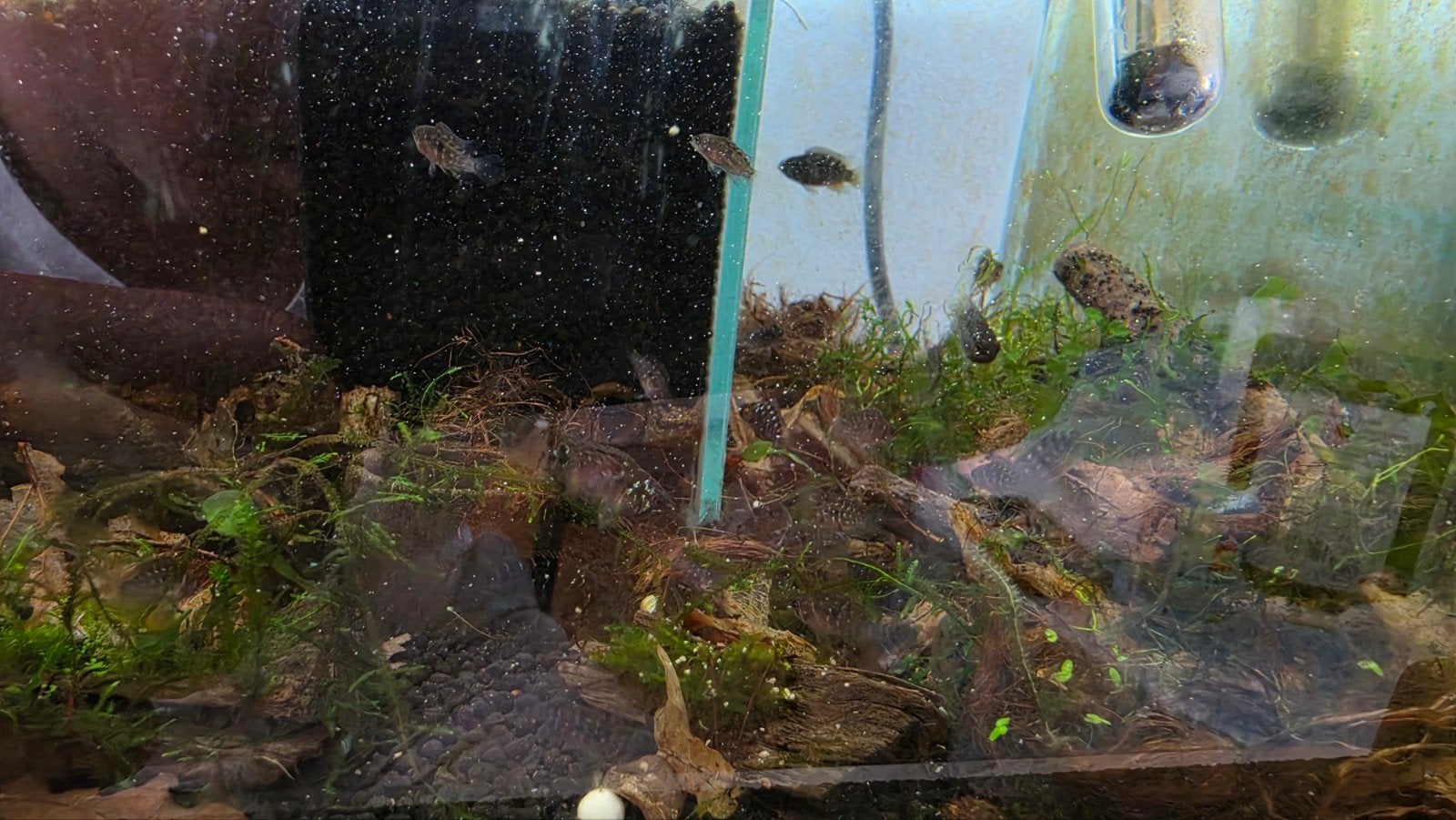 ivancara bimaculata cichliden zeldzaam nakweek aqua vissen, Dieren en Toebehoren, Vissen | Aquariumvissen, Vis, Zoetwatervis