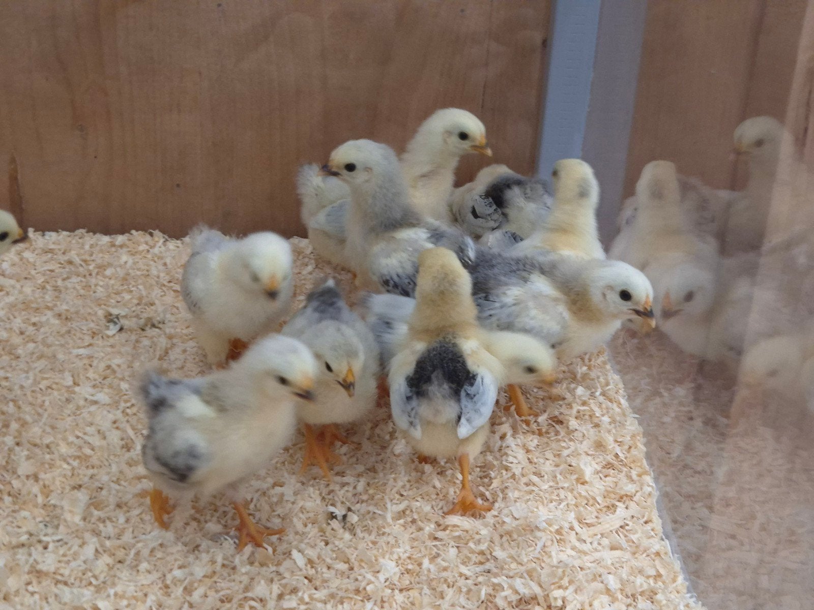 Wyandotte kriel kuikentjes, Dieren en Toebehoren, Pluimvee, Geslacht onbekend, Kip