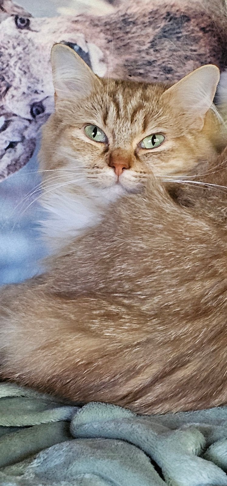 Cinnamon tabby solid & white Stamboom  herplaatser poes, Dieren en Toebehoren, Poes, Met stamboom, 3 tot 5 jaar