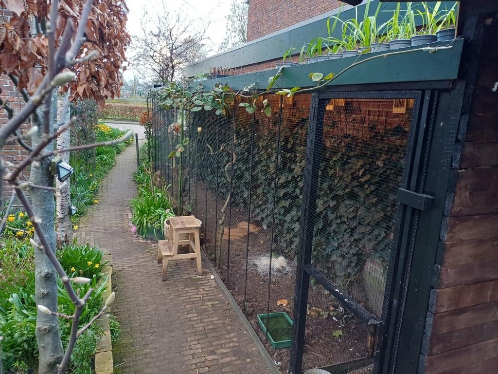 Vogel"opvang", Dieren en Toebehoren, Vogels | Kanaries, Meerdere dieren, Bastaard