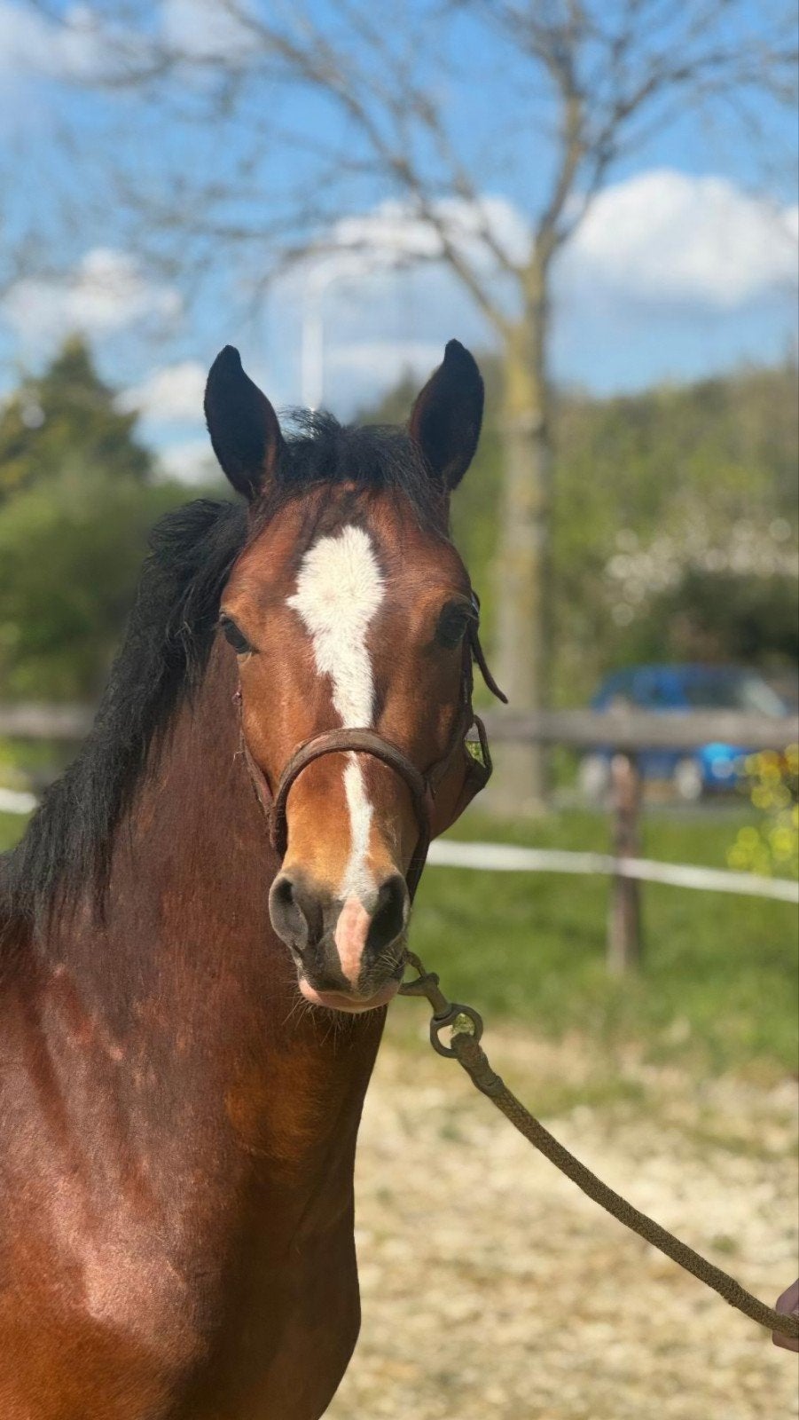 New Forest hengst, Hengst, B pony (1.17m tot 1.27m), Met stamboom, 0 tot 2 jaar