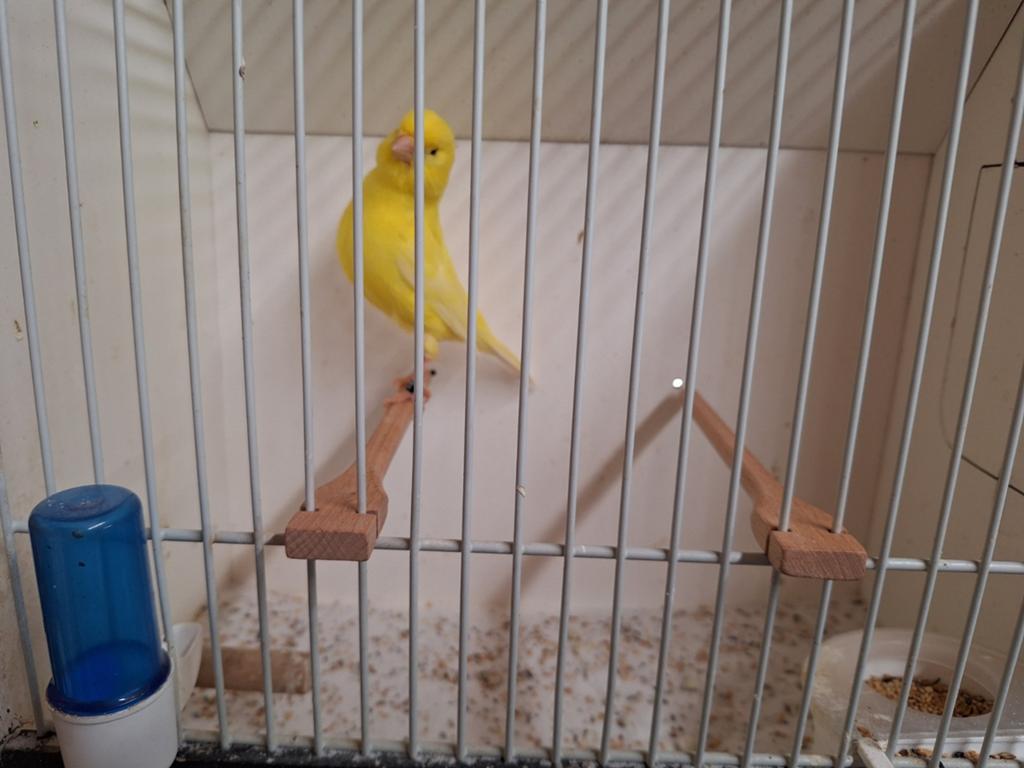 Kanarie pop, Dieren en Toebehoren, Vrouwelijk, Kleurkanarie
