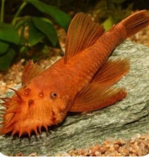Ancistrus super red man gezocht, Vis