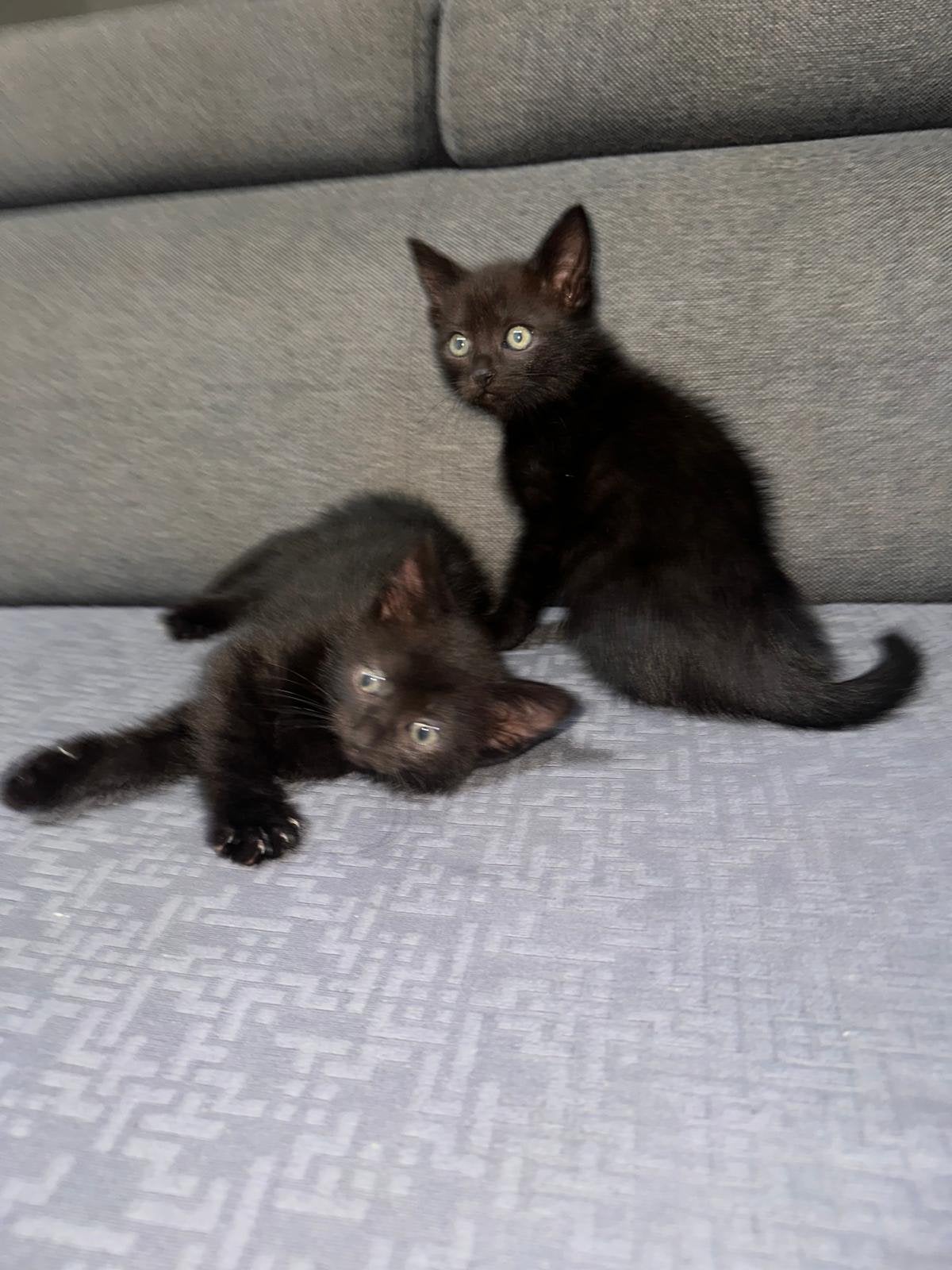 Ragdoll X Europese korthaar kittens, Meerdere dieren