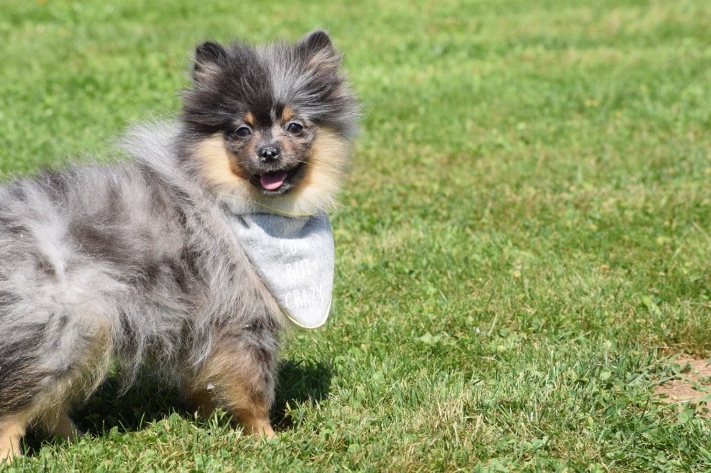 Dwergkees,keeshond,Spitz,pomeriaan pup, België, Overige rassen, 8 tot 15 weken, Meerdere