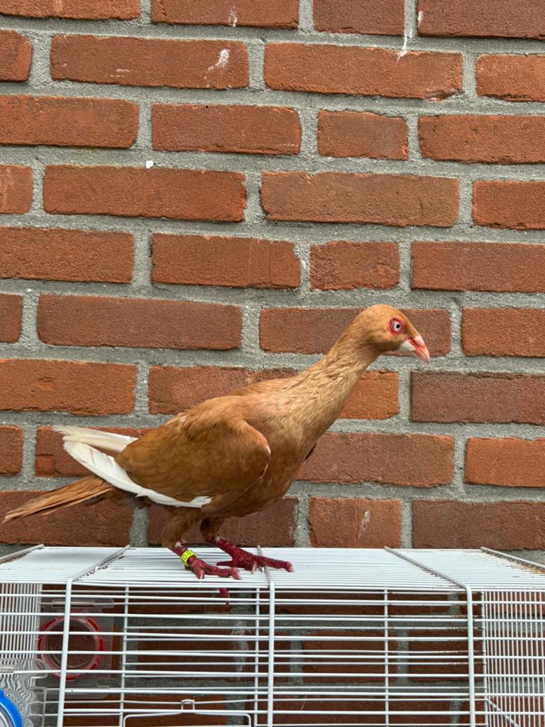 Kopel, Dieren en Toebehoren, Vogels | Duiven, Mannelijk