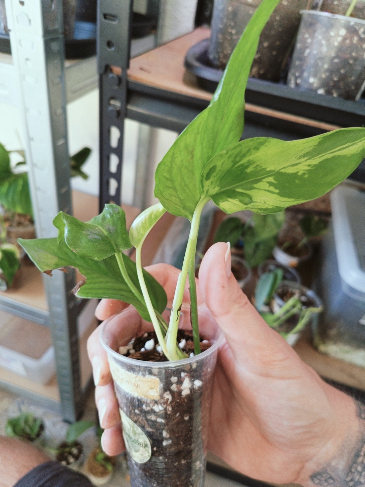 Epipremnum jungle star, Overige soorten, In pot, Minder dan 100 cm, Groene kamerplant