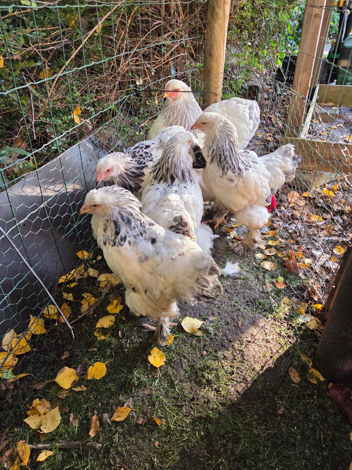 Brahma's te koop, Meerdere dieren, Kip