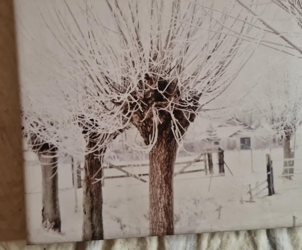 Canvas Lars van de Goor Winterse Knotwilgen Fotokunst, Ophalen of Verzenden, Minder dan 50 cm, 50 tot 75 cm, Print