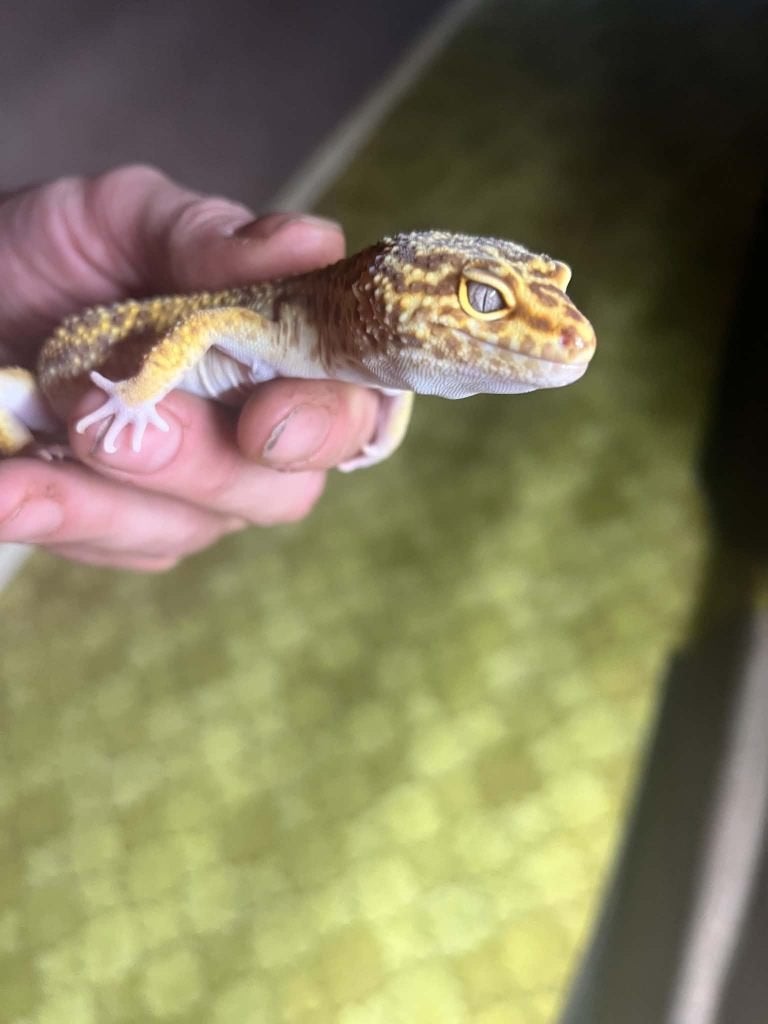 Luipaard gekko man Leopard Gecko - male for sale from shirley sterckx