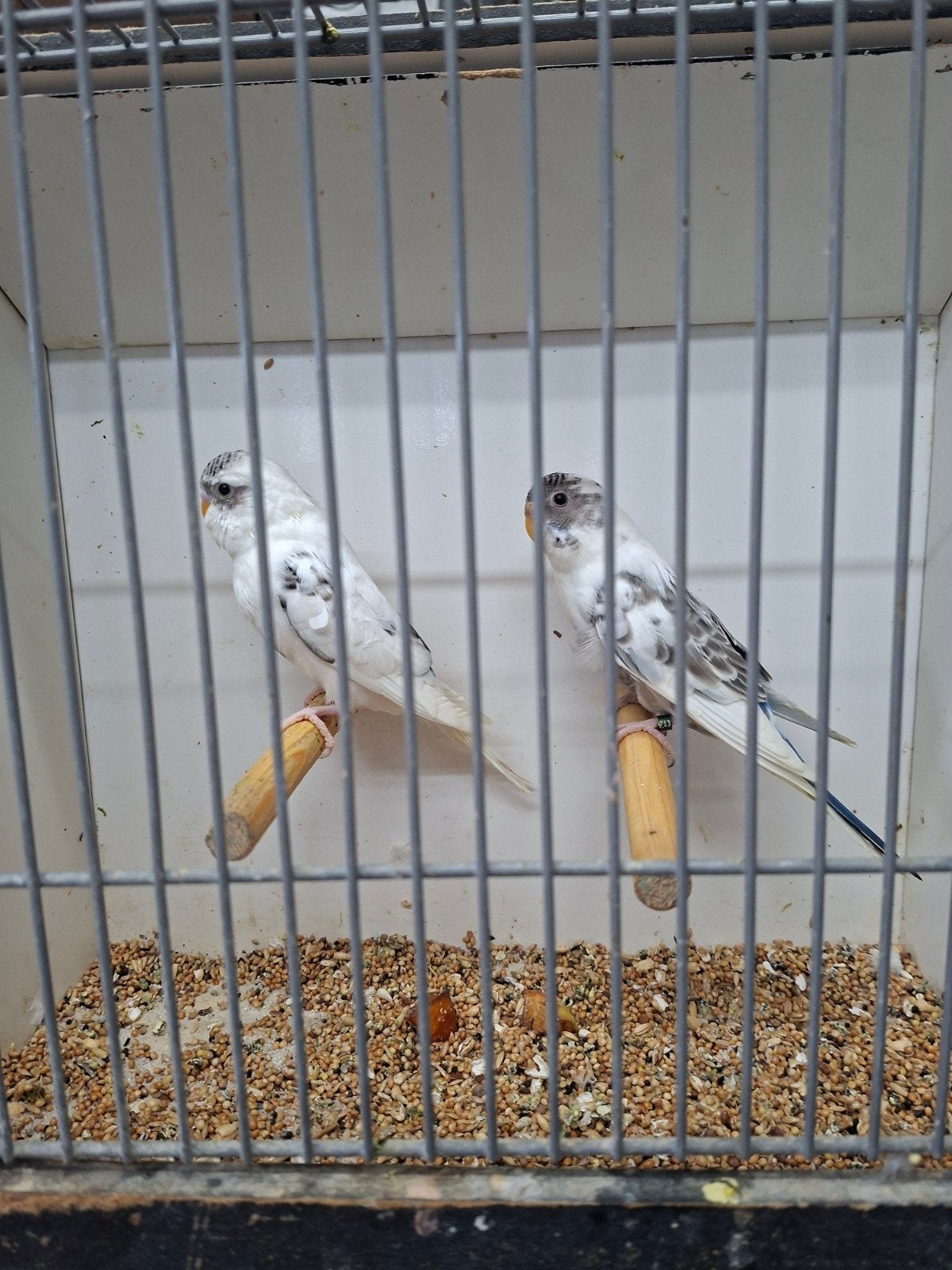 3 koppels blackface grasparkieten, Meerdere dieren, Parkiet