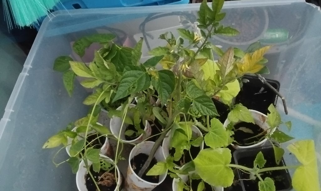 Moestuin planten, Ophalen, Eenjarig, Groenteplanten, Volle zon