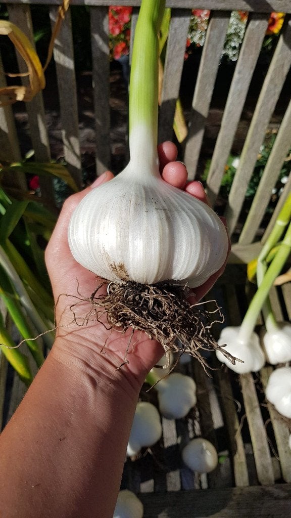 🧄Ecologische Olifantenknoflook tenen | Pootgoed Moestuin🌱, Verzenden, Najaar, Volle zon, Knol