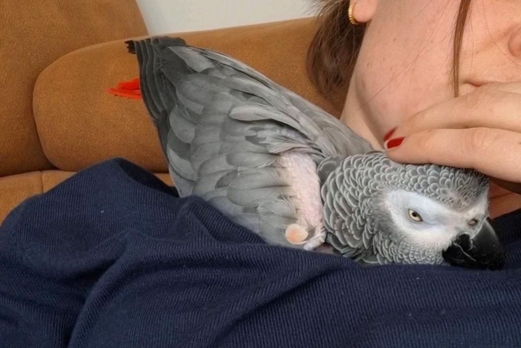 Onwijs lieve grijze roodstaart pop, Dieren en Toebehoren, Vogels | Parkieten en Papegaaien, Vrouwelijk, Papegaai
