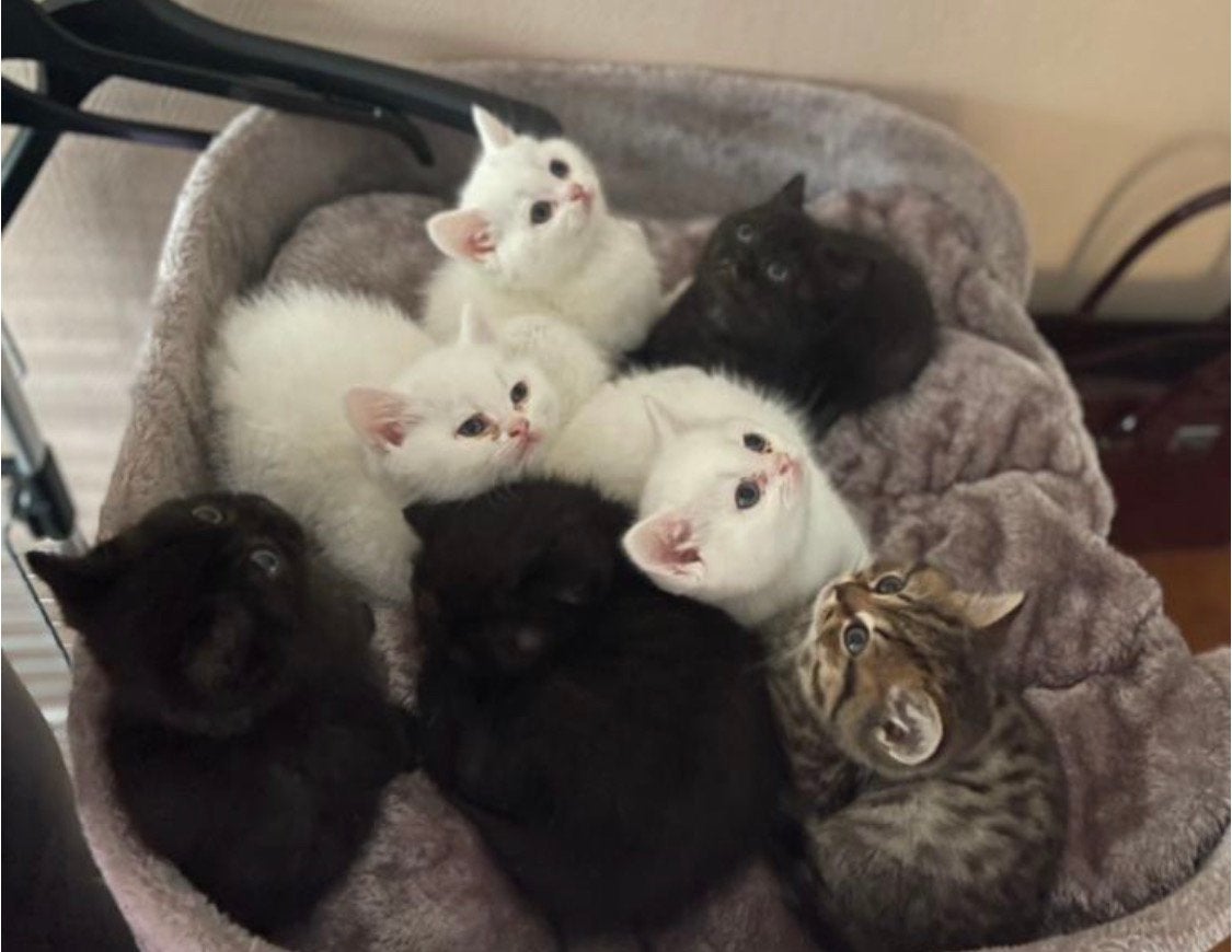 Brits Korthaar kittens, Meerdere dieren, Ontwormd