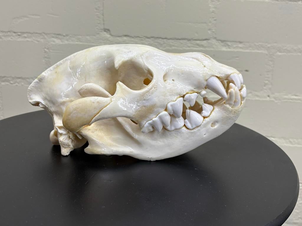Schedel Bruine Hyena - Uniek en Gedetailleerd, Ophalen, Gebruikt, Wild dier, Schedel