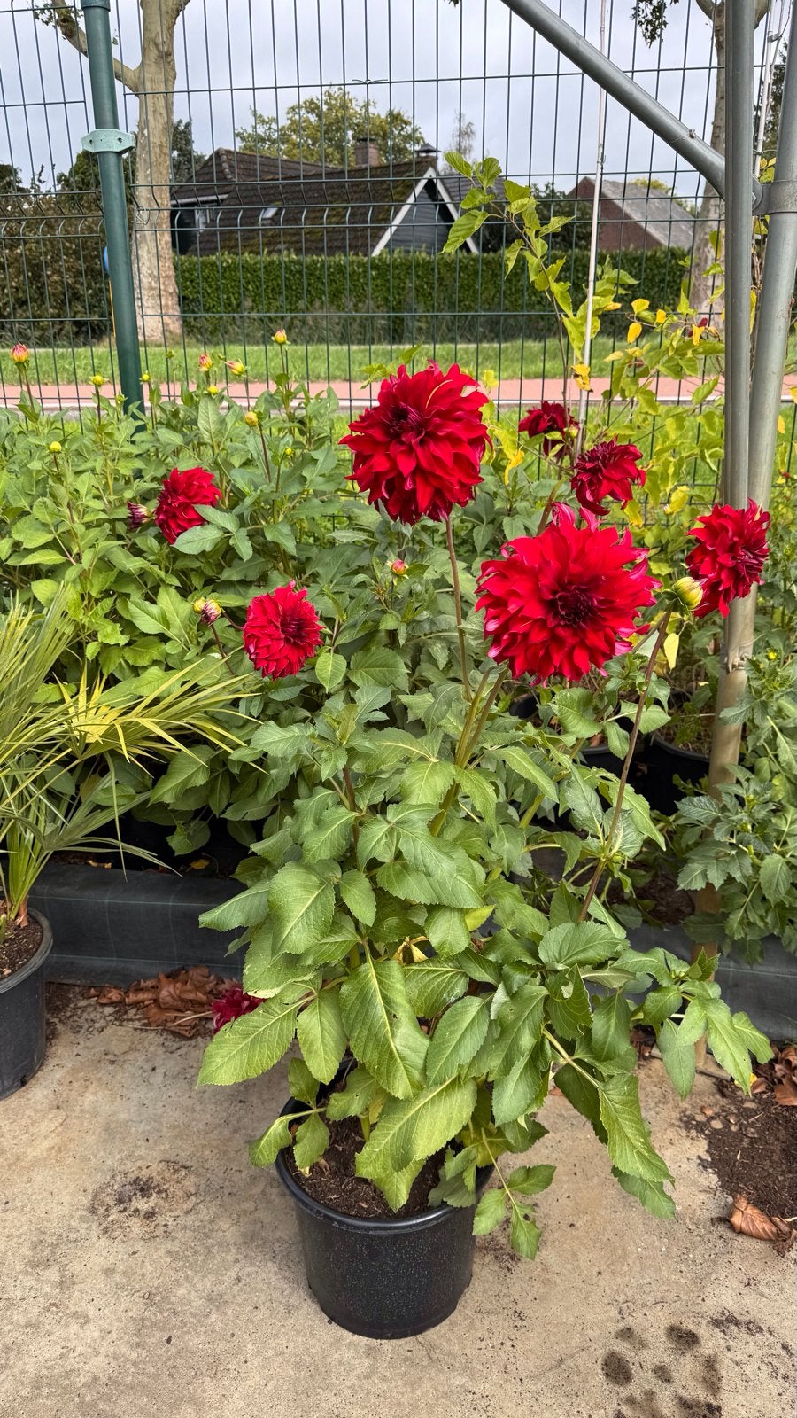Uitverkoop Dahlia's - Diverse kleuren in pot vanaf €2,-, Volle zon, Vaste plant, Zomer, Ophalen