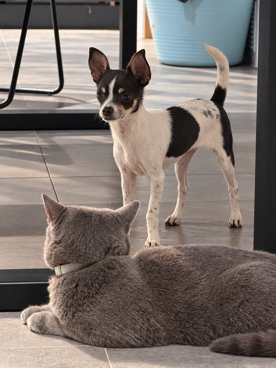 Lieve Chihuahua Teefje – 4 Maandjes Jong, Dieren en Toebehoren, 15 weken tot 1 jaar, Teef, Eén hond, Chihuahua