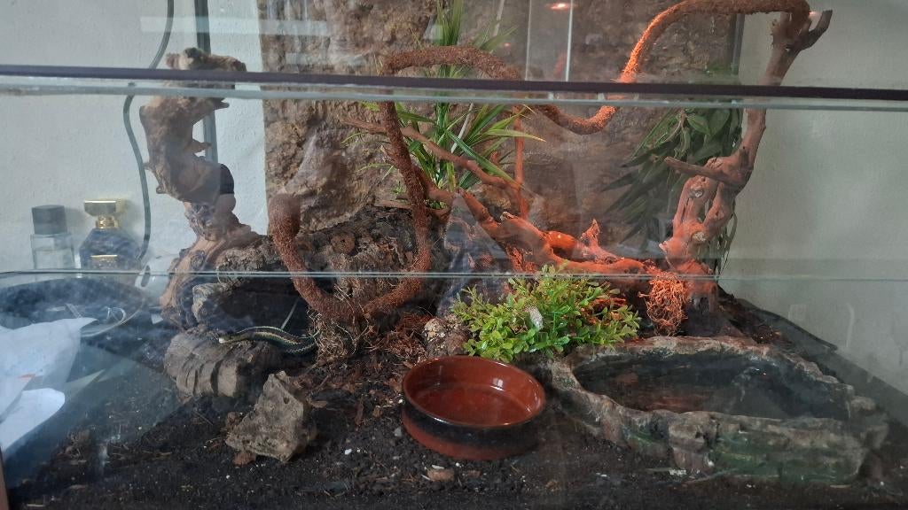Kousenbandslang + terrarium complete plaatje, Dieren en Toebehoren, Reptielen en Amfibieën | Toebehoren, Zo goed als nieuw, Terrarium of Paludarium