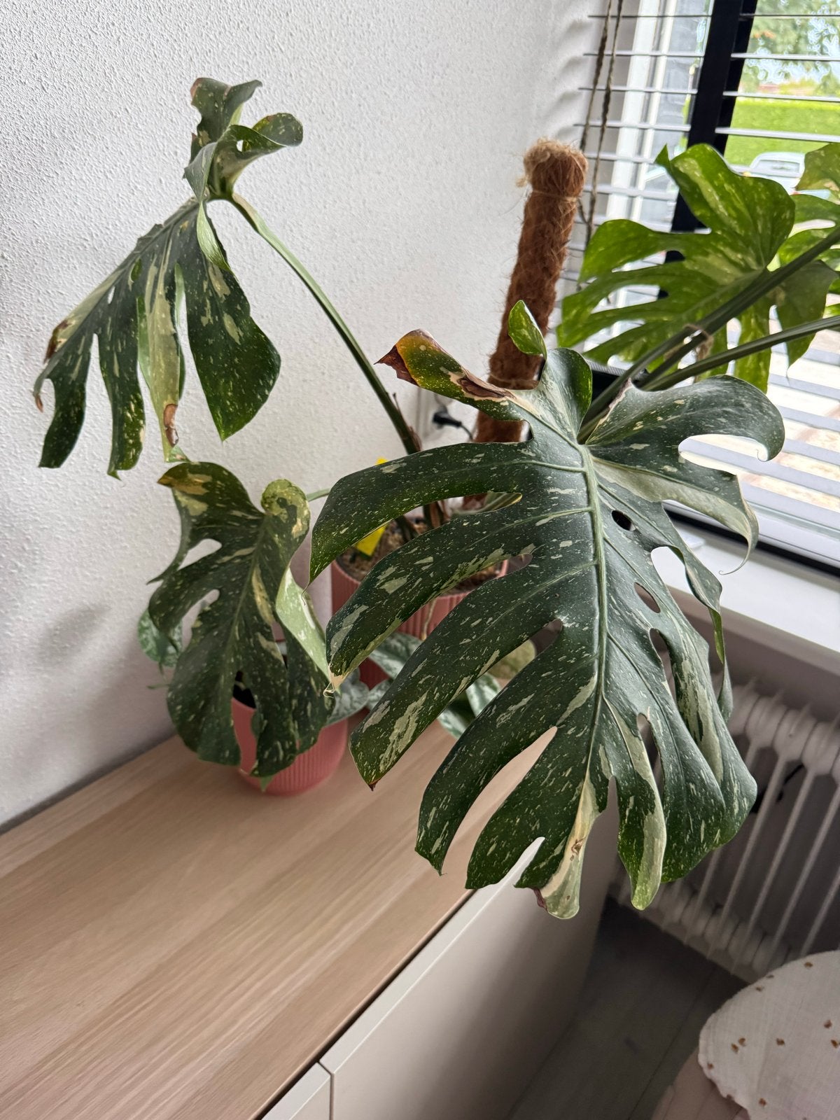 Monstera Thai Constellation in Elho zelfwaterpot, Huis en Inrichting, Kamerplanten, Ophalen, Overige soorten, Halfschaduw, In pot