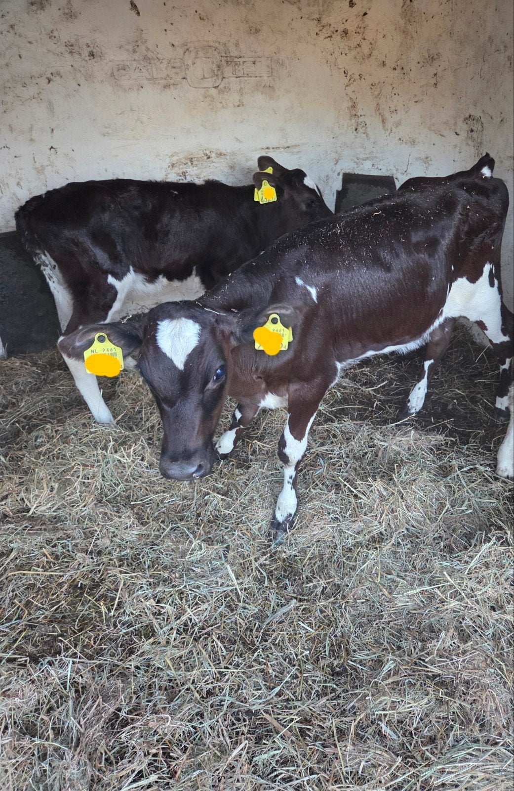 2 mooie vaars kalveren, Dieren en Toebehoren, Vrouwelijk, 0 tot 2 jaar