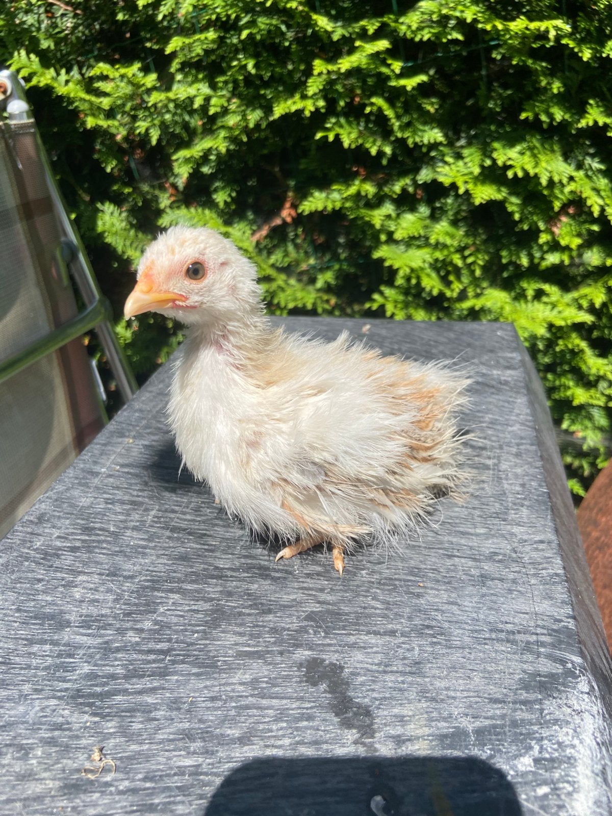 Zijdeveer met krul serama hen van circa 7 weken, Dieren en Toebehoren, Pluimvee, Vrouwelijk, Kip