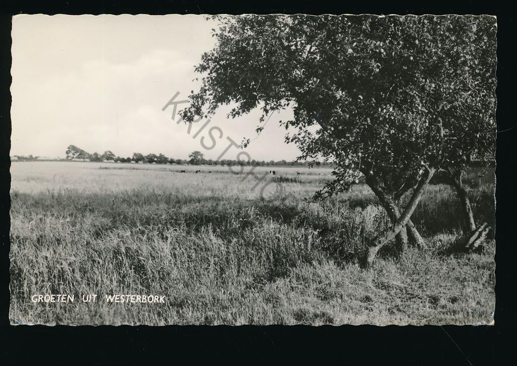 Westerbork [003-5313, Verzamelen, Ansichtkaarten | Nederland, Ongelopen, Drenthe, 1940 tot 1960, Verzenden