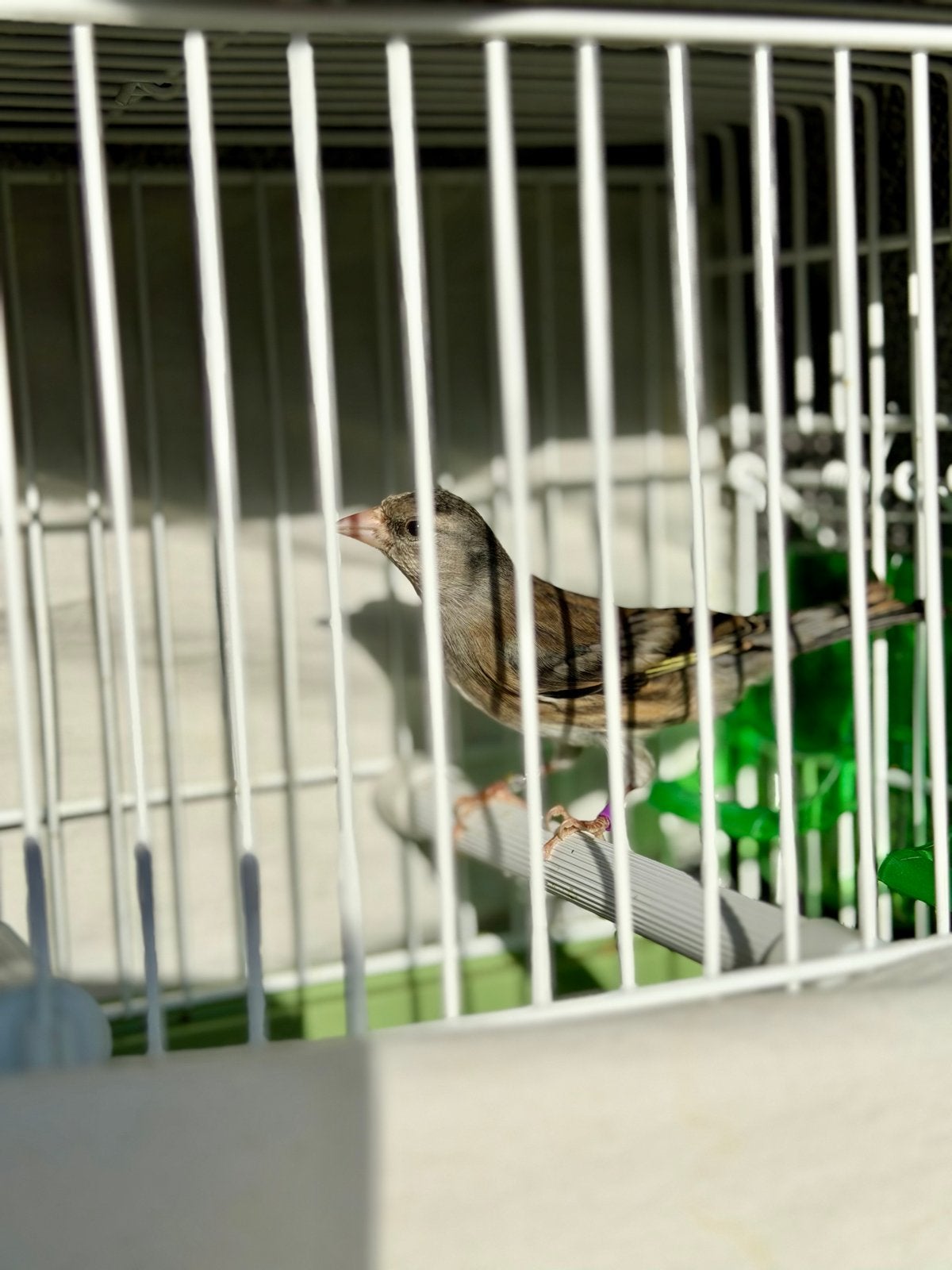 Super Singer | Parva Putter x Raza Canary, Dieren en Toebehoren, Vogels | Overige Vogels, Mannelijk, Wildzangvogel
