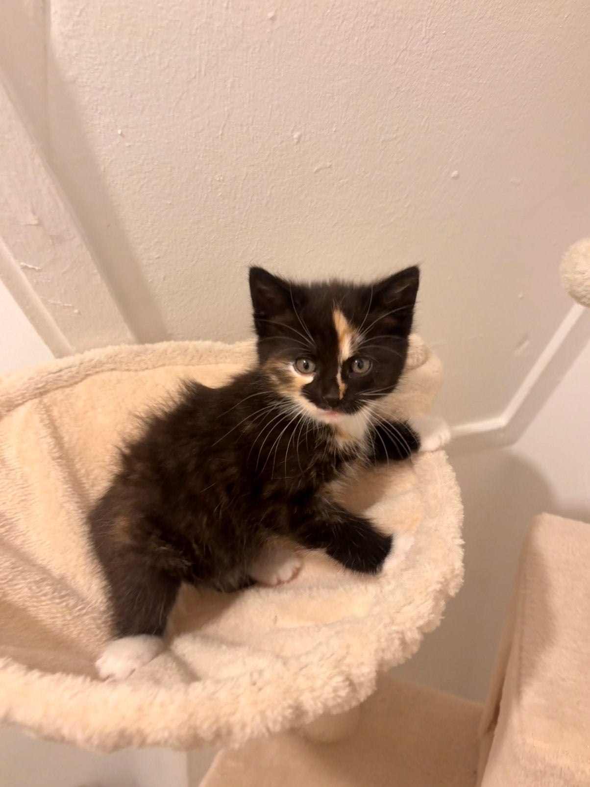 kitten, Poes