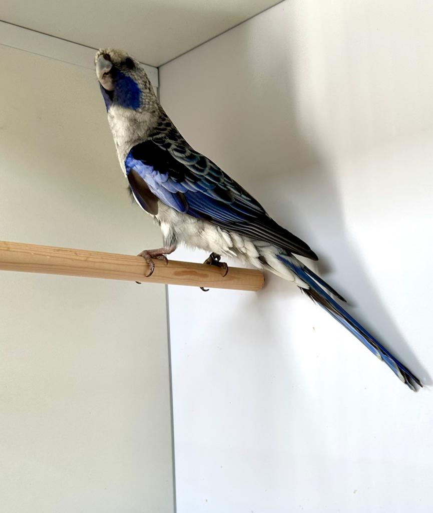 Blauwe Pennant rosella pop 2025, Dieren en Toebehoren, Vrouwelijk, Parkiet