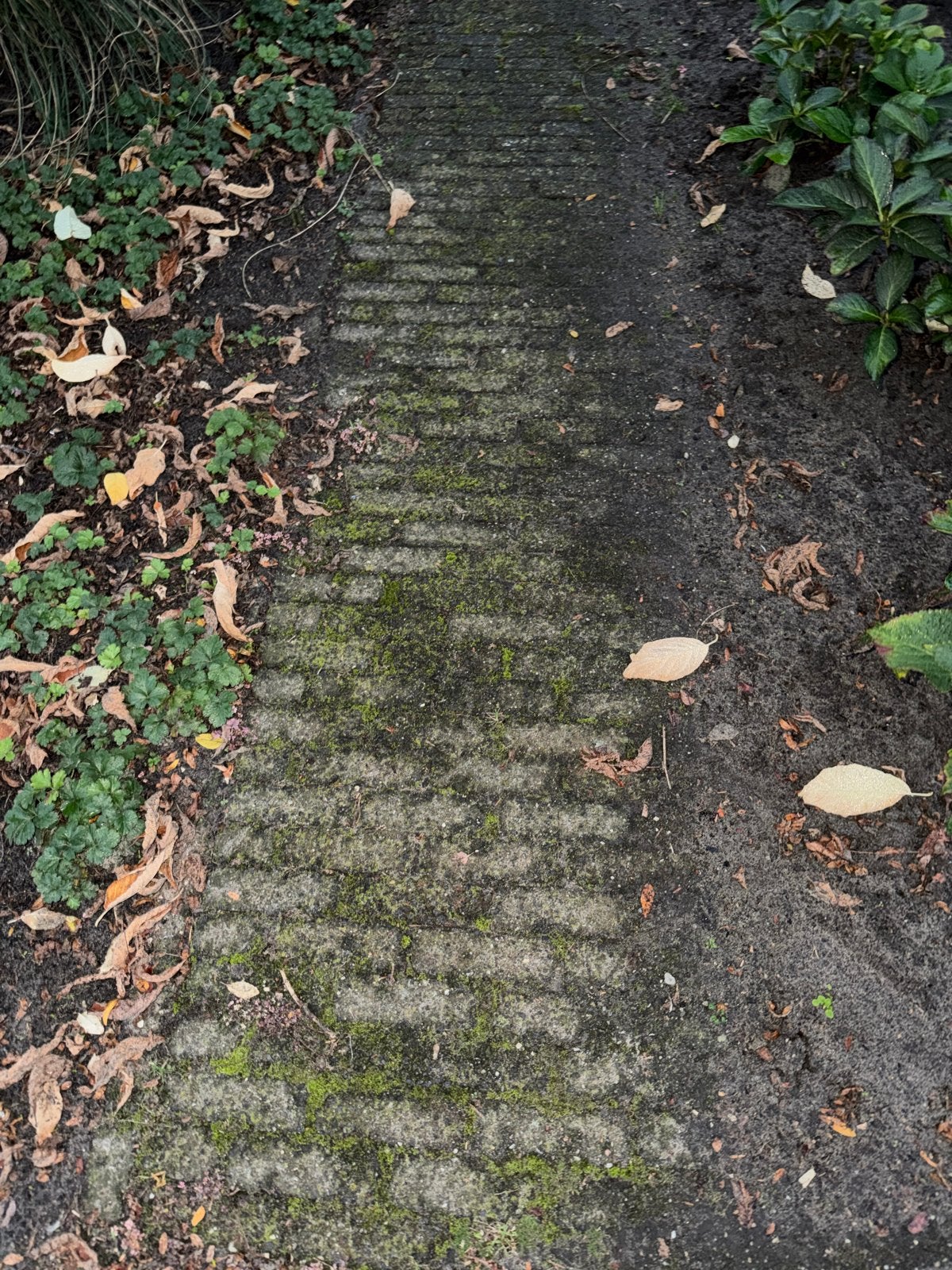 Gebruikte klinkers 15x5 voor tuin of pad, Tuin en Terras, Gebruikt, Klinkers, Ophalen of Verzenden, Minder dan 5 m²