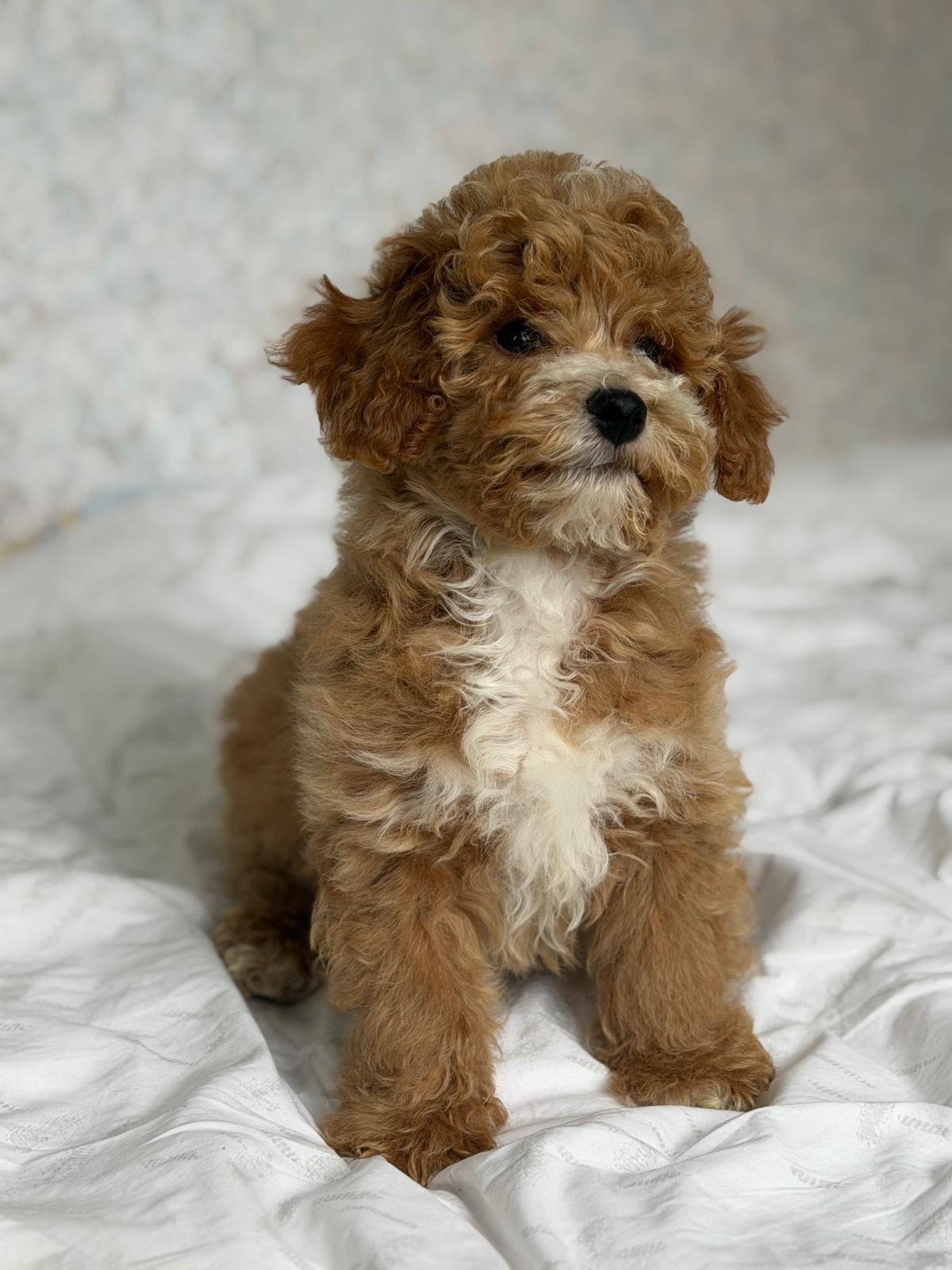 Cockapoo pup cocker spaniel x toypoedel, 15 weken tot 1 jaar, Eén hond, Nederland, Particulier