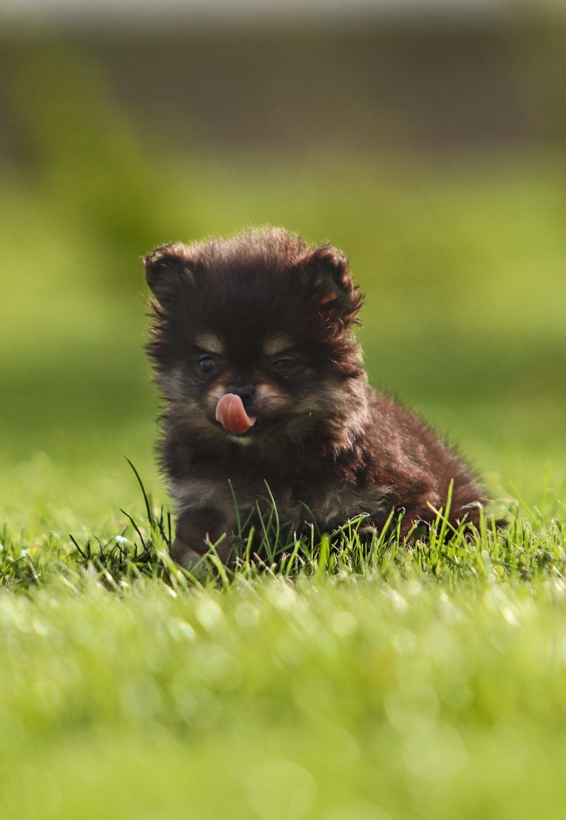 Super lieve Pomchi pups, Dieren en Toebehoren, 8 tot 15 weken, Meerdere, Meerdere dieren, Chihuahua